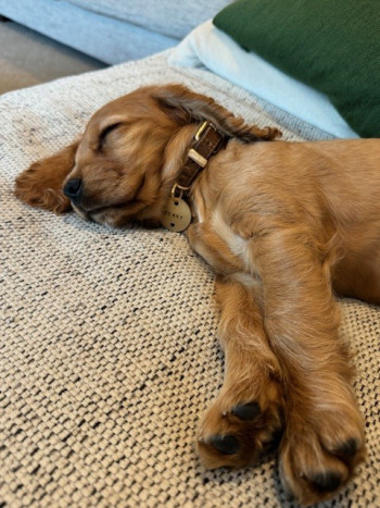 A cocker spaniel lies sleeping. Her nametag reads Penny.