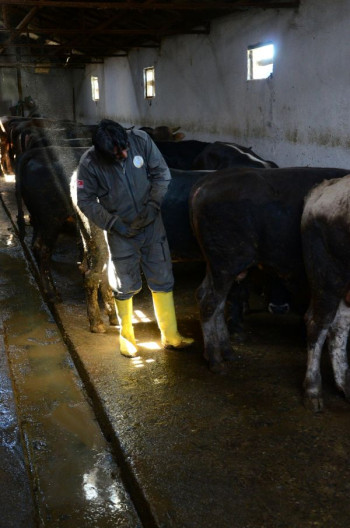 A dairy farmer stands in a shed of cows