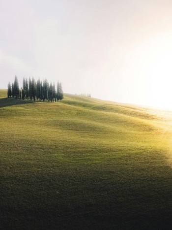 A hill with a group of trees in the distance
