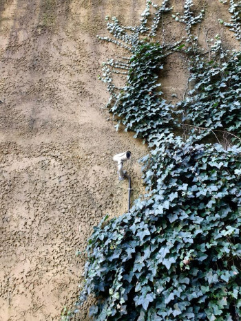 A CCTV camera pokes out of a wall that has climbing ivy on it.