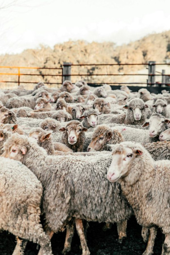 Sheep stand in a holding pen