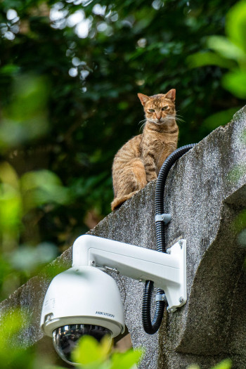 A security camera is attached to a stone wall that a cat sits on top of.