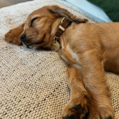 2025 Penny sleeping